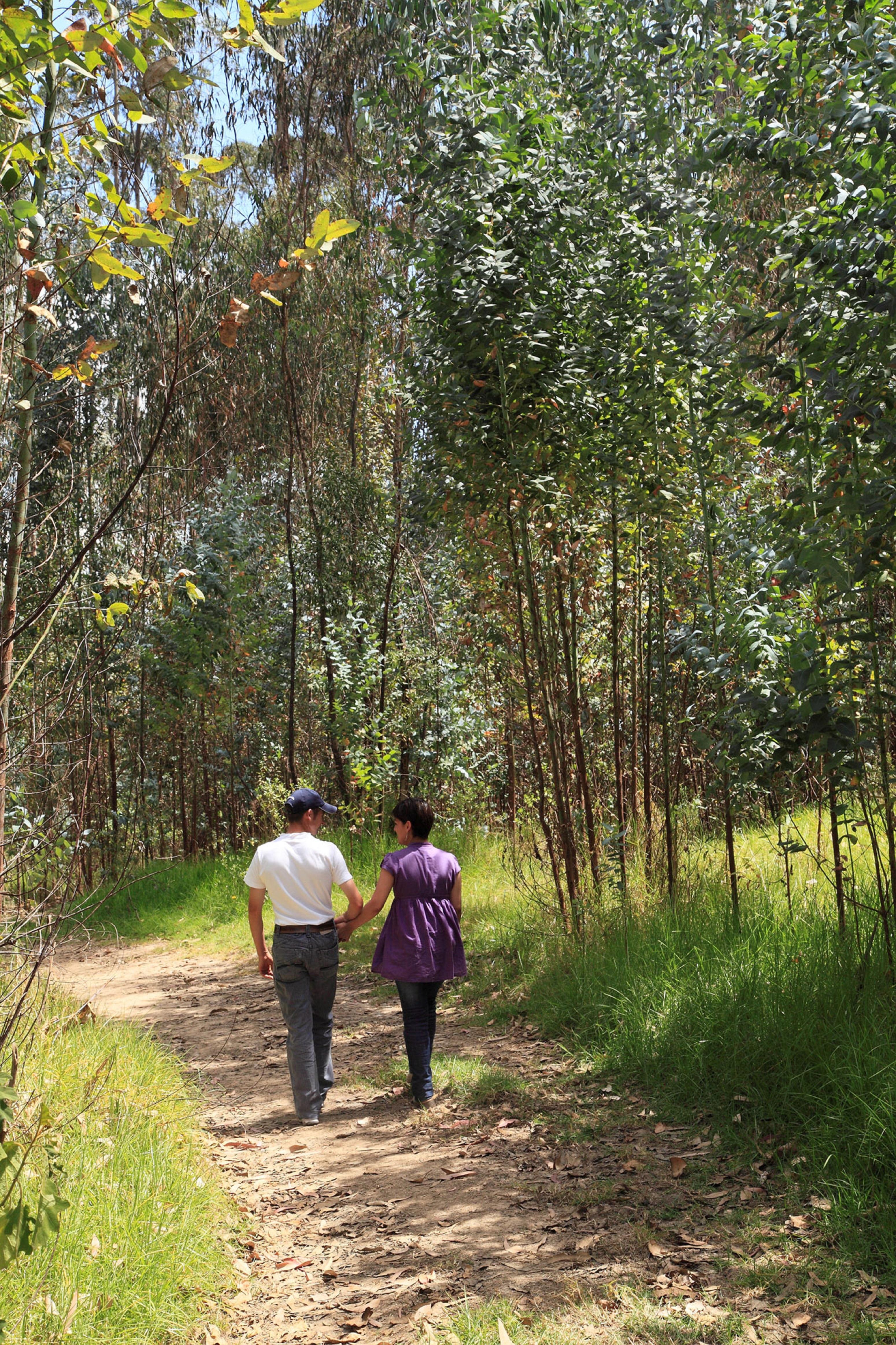 Estelar Paipa Hotel Spa & Y Centro De Convenciones 외부 사진 Eucalyptus forest in the park